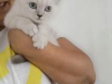 Antalya British Shorthair Lynx Point