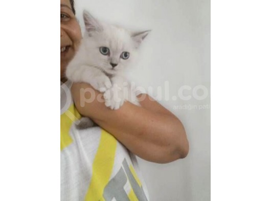 Antalya British Shorthair Lynx Point görsel