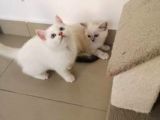 Antalya British Shorthair Lynx Point