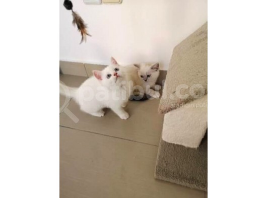 Antalya British Shorthair Lynx Point görsel