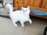 Antalya British Shorthair Lynx Point