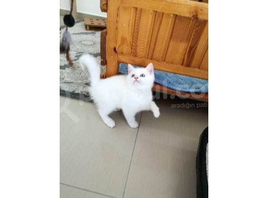 Antalya British Shorthair Lynx Point görsel