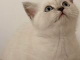 Antalya British Shorthair Lynx Point