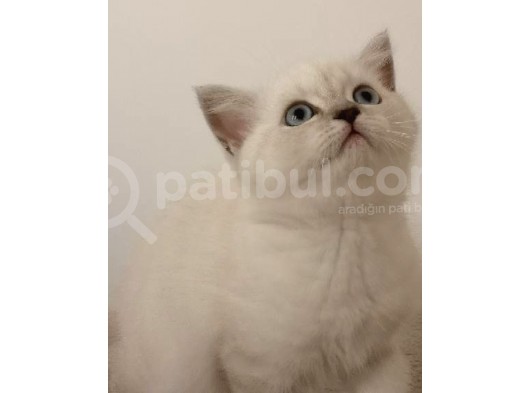 Antalya British Shorthair Lynx Point görsel