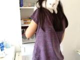 Antalya British Shorthair Lynx Point