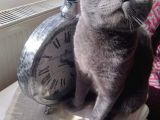 1.5 Yaşında Scottish Fold