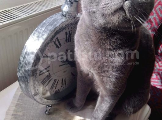 1.5 Yaşında Scottish Fold