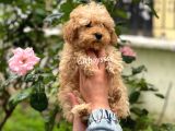 Safkan Apricot Toy Poodle Erkek Yavrumuz