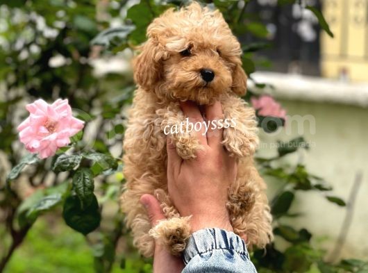 Safkan Apricot Toy Poodle Erkek Yavrumuz görsel