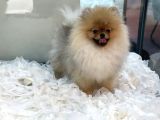 Safkan Pomeranian Boo Erkek Yavrularımız