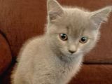 2 Aylık British Shorthair (2 Yavru)