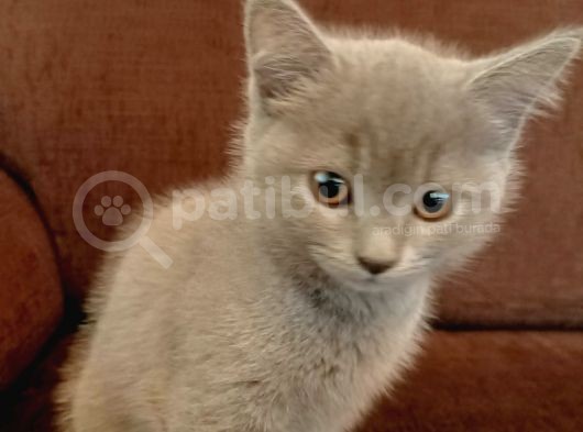 2 Aylık British Shorthair (2 Yavru) görsel