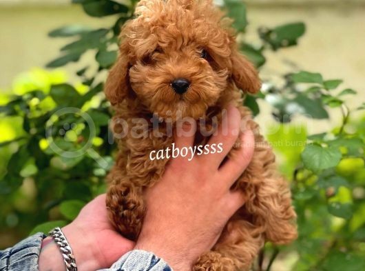 Safkan Red Toy Poodle Erkek Yavrumuz görsel