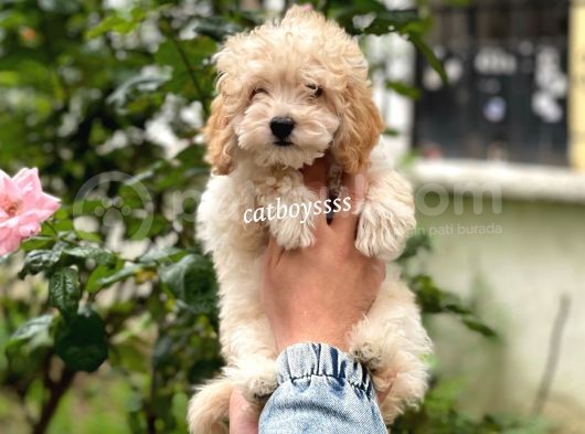 Sevimli Apricot Toy Poodle Erkek Bebeğimiz görsel
