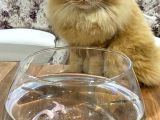 Kayıp Kedi Tarçın