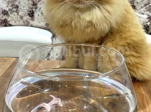 Kayıp Kedi Tarçın
