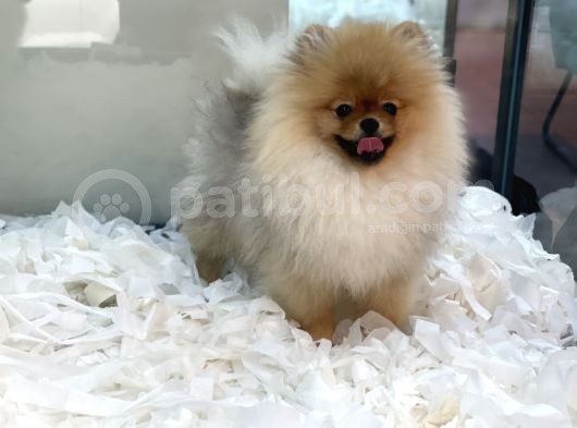 Muhteşem Pomeranian Boo Erkek Yavrular görsel