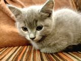2 Aylık British Shorthair (2 Yavru)