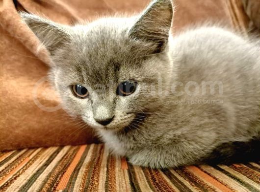 2 Aylık British Shorthair (2 Yavru)