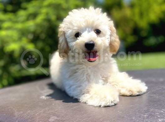 Gülen Surat Toy Poodle Oğlumuz