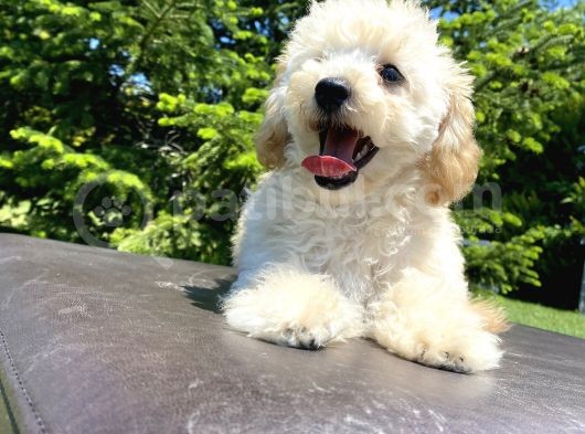 Gülen Surat Toy Poodle Oğlumuz görsel