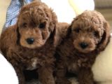 Anne Altından Toy Poodle Kardeşler