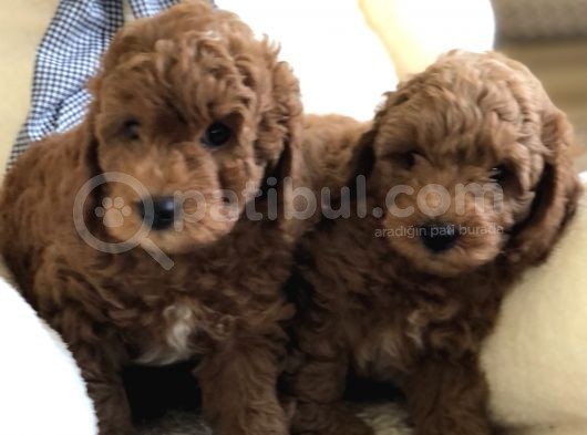 Anne Altından Toy Poodle Kardeşler