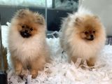 Muhteşem Pomeranian Boo Erkek Yavrular
