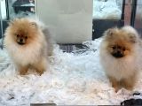 Safkan Pomeranian Boo Erkek Yavrularımız