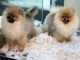 Muhteşem Pomeranian Boo Erkek Yavrular