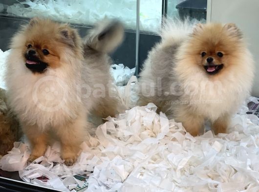 Muhteşem Pomeranian Boo Erkek Yavrular görsel
