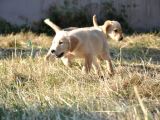 Uslu Dişi Golden Yavrularımız