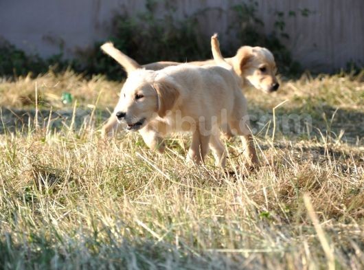 Uslu Dişi Golden Yavrularımız