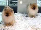 Safkan Pomeranian Boo Erkek Yavrularımız