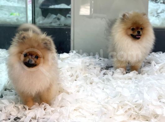 Safkan Pomeranian Boo Erkek Yavrularımız görsel