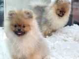 Muhteşem Pomeranian Boo Erkek Yavrular