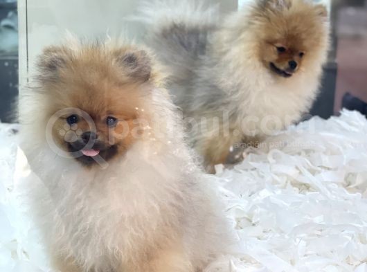 Muhteşem Pomeranian Boo Erkek Yavrular görsel
