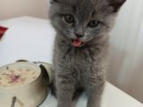Safkan Bri̇ti̇sh Shorthai̇r Yavrularımız