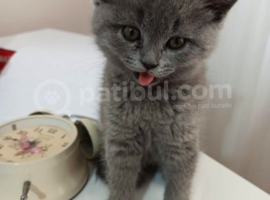 Safkan Bri̇ti̇sh Shorthai̇r Yavrularımız görsel