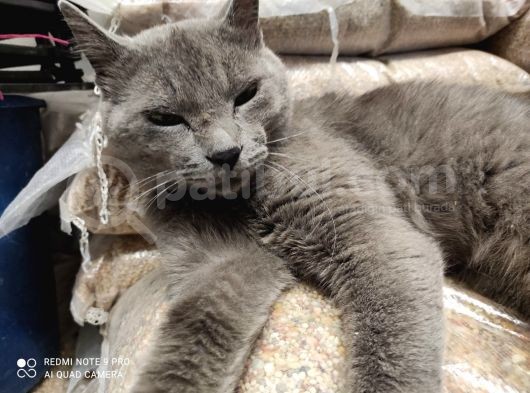 Erkek British Kedi görsel