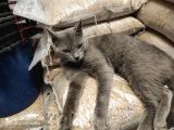 Erkek British Kedi