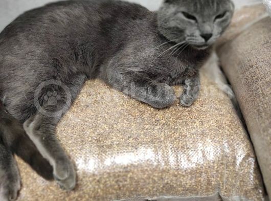 Erkek British Kedi görsel