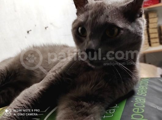 Erkek British Kedi