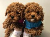 Safkan A Kalite Toy Poodle Yavrularımız