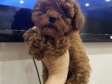 Safkan A Kalite Toy Poodle Yavrularımız