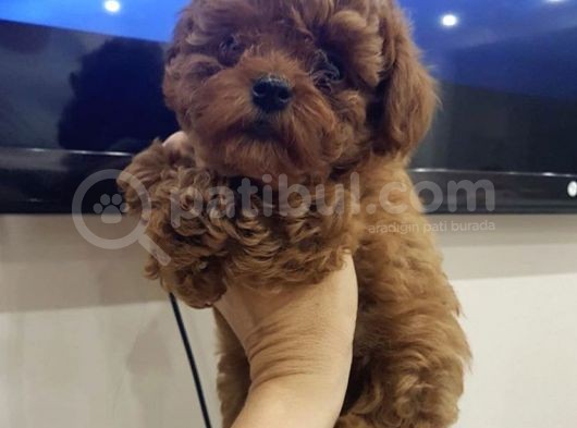 Safkan A Kalite Toy Poodle Yavrularımız görsel