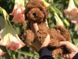 Safkan Irk Toy Poodle Yavrularımız
