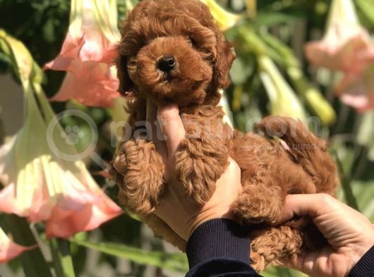 Safkan Irk Toy Poodle Yavrularımız