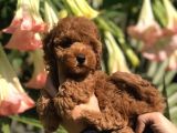 Safkan Irk Toy Poodle Yavrularımız