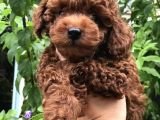 Safkan Toy Poodle Yavrularımız
